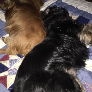 Meet your Posher, Sue